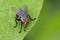 Image of a flies & x28;Diptera& x29; on green leaves. Insect