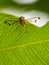 Image of a flies Drosophila melanogaster on green leaves.