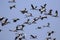 Image of flock of asian openbill stork flying in the sky.