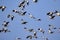 Image of flock of asian openbill storkAnastomus oscitans.