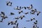 Image of flock of asian openbill storkAnastomus oscitans