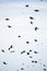 Image of flock of birds. Sea birds as pelican, seagulls, migrating.