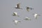 Image of flock egret flying in the sky. Heron.