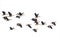 Image of flock lesser whistling duck Dendrocygna javanica flying in the sky. Bird. Animals