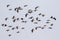 Image of flock lesser whistling duck Dendrocygna javanica flying in the sky. Bird. Animals