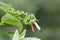 Image of Flower mantisCreobroter gemmatus eating brown locust.
