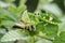 Image of Flower mantisCreobroter gemmatus eating brown locust.