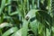 Image of a fly Diptera resting on green leaves