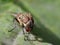 Image of a fly with a red liquid on its mouth