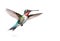 Image of flying hummingbird on a white background. Bird, Wildlife Animals.