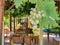 Image without focus. Blurred view of empty summer cafe in  morning with branch of green unripe grapes in foreground