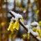 Image of forsythia flowers under sudden spring snow