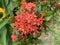 An image of four lobed red flowers