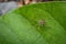 Image of Four-spotted Nursery Web Spider.