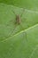 Image of Four-spotted Nursery Web Spider.