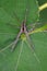 Image of Four-spotted Nursery Web Spider Dolomedes triton on a