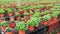 Image of a fragrant organic mint growing in pots in a greenhouse.