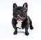 Image of the French bulldog isolated