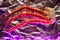 Image of fresh crab phalanges  in pink light on cooking foil with copyspace