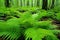 image of fresh green ferns in a humid forest floor