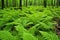 image of fresh green ferns in a humid forest floor