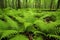 image of fresh green ferns in a humid forest floor