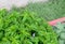 Image of fresh oregano and other seasoning plants being watered in vegetable garden