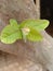 Image of a freshly grown guava leaves.