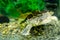 Image of freshwater exotic turtles Matamata