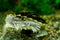 Image of freshwater exotic turtles Matamata