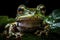 Image of frog on green leaf. Amphibian. Animals. Illustration. Generative AI