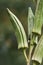 Image of fruits flowers of Okra