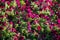 Image full of colourful petunia Petunia hybrida flowers