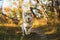 Image of funny dog breed Siberian husky running on the path in the bright fall forest