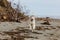 Image of funny and happy Beige and white Siberian Husky dog running on the pebble beach at seaside in autumn