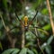 Image of giant golden orb-weaver spider on a cobweb. Insect. Illustration, Generative AI