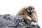 Image of a gibbon sitting on rocks.