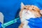 Image of a ginger cat at the time of vaccination. Veterinary medicine concept