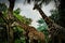 Image of Giraffe in Jungle Singapore