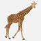 Image of giraffe, Somali animal, zoo designation