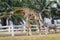 Image of a giraffe and zebra on nature background.