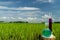 Image of a glass flask with a chemical solution on the background of young rice shoots.