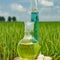 Image of a glass flask with a chemical solution on the background of young rice shoots.
