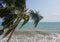 Image of gloomy cloudy sky, palm trees on sea shore