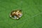 Image of gold turtle beetle or escarabajo tortuga de oro.