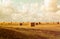 Image of gold wheat haystacks field at sunset light