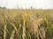 image of golden colour riped rice