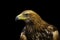 Image of golden hawk on black background. Birds. Wild Animals