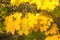 Image of golden leaves at autumn. Beautiful yellow