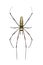 Image of Golden Long-jawed Orb-weaver SpiderNephila pilipes isolated on white background. Insect. Animal